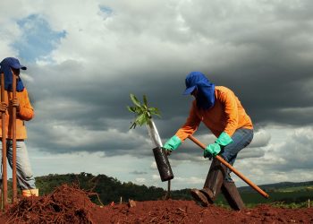 plantios