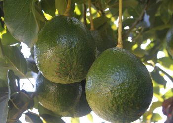 Abacates Coopadap