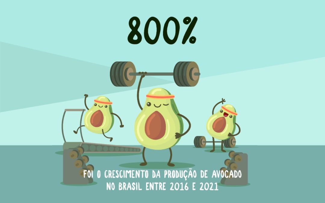 Crescimento de 800% na produção do Avocado Hass