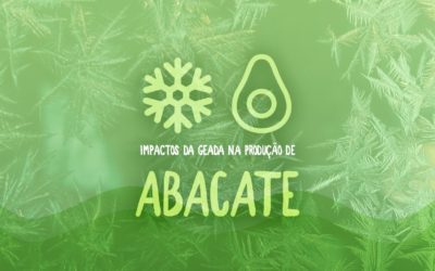 A influência das geadas na produção de abacate