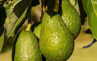 Brasil está entre os líderes mundiais de produção de abacate