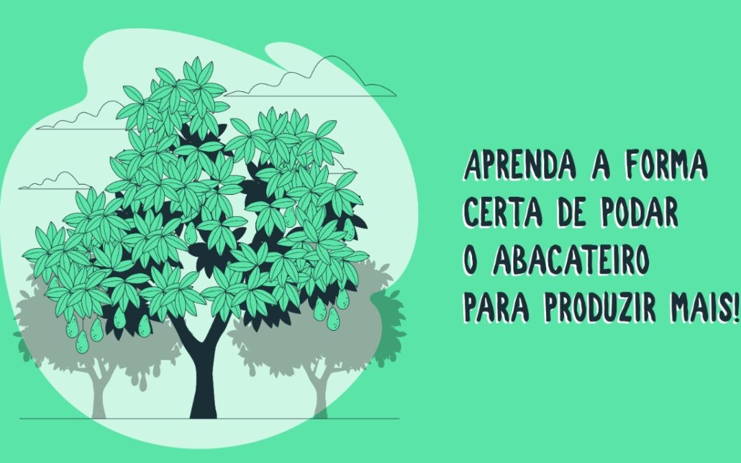 Aprenda a forma certa de podar o abacateiro para produzir mais!